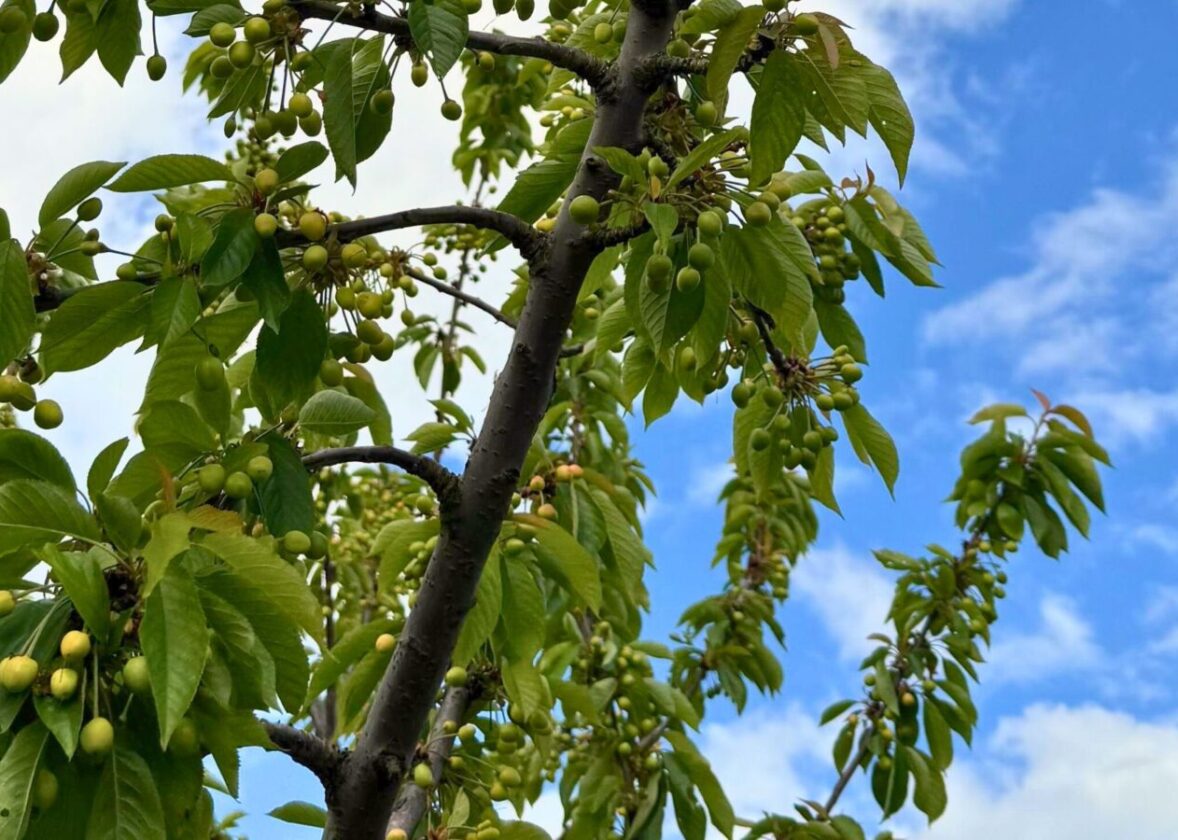 Engorda do Fruto | Recomendação Hubel Verde