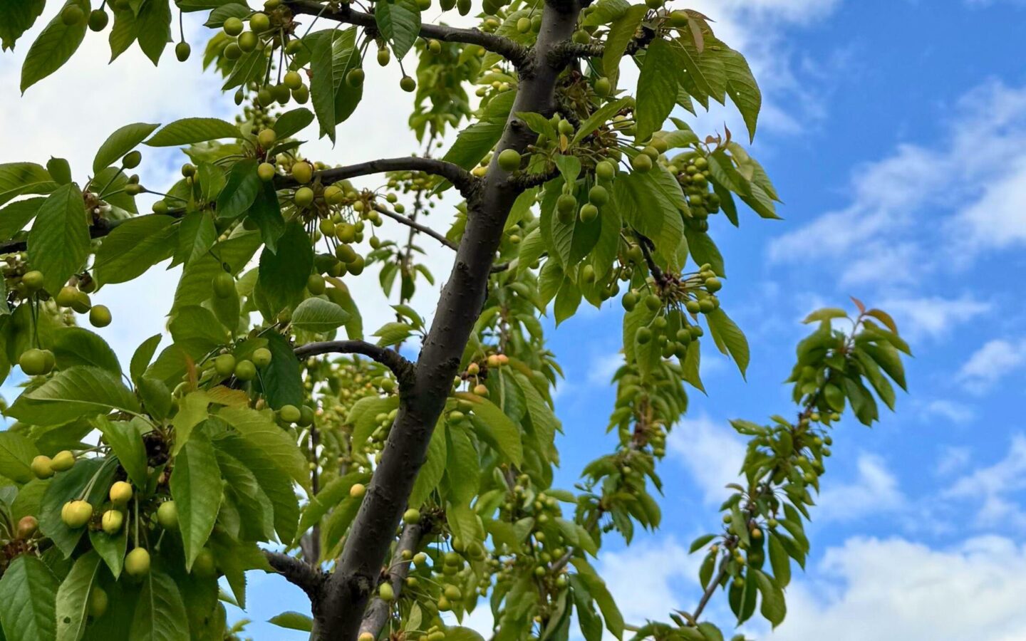 Engorda do Fruto | Recomendação Hubel Verde