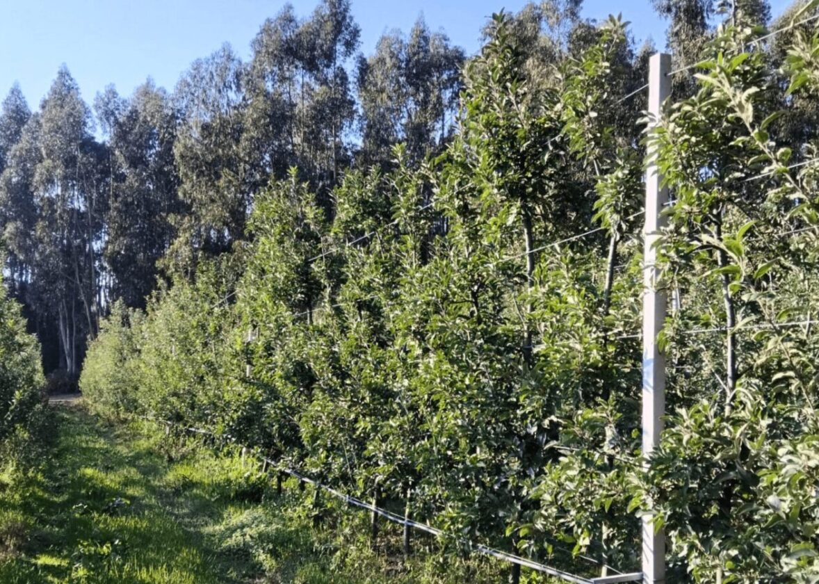 Protegido: A importância da nutrição pós-colheita em fruteiras