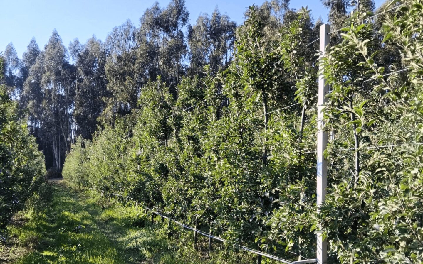 Protegido: A importância da nutrição pós-colheita em fruteiras