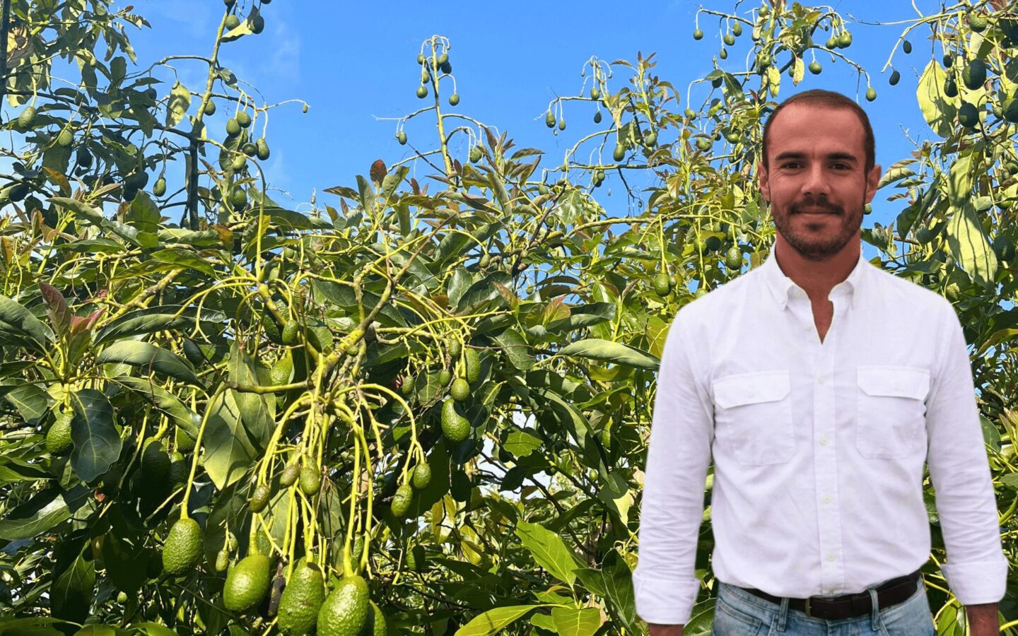Calor, queda de frutos e escaldão | Recomendação Hubel Verde